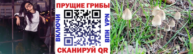 Псилоцибиновые грибы мицелий где купить наркоту ОМГ ОМГ сайт Пудож